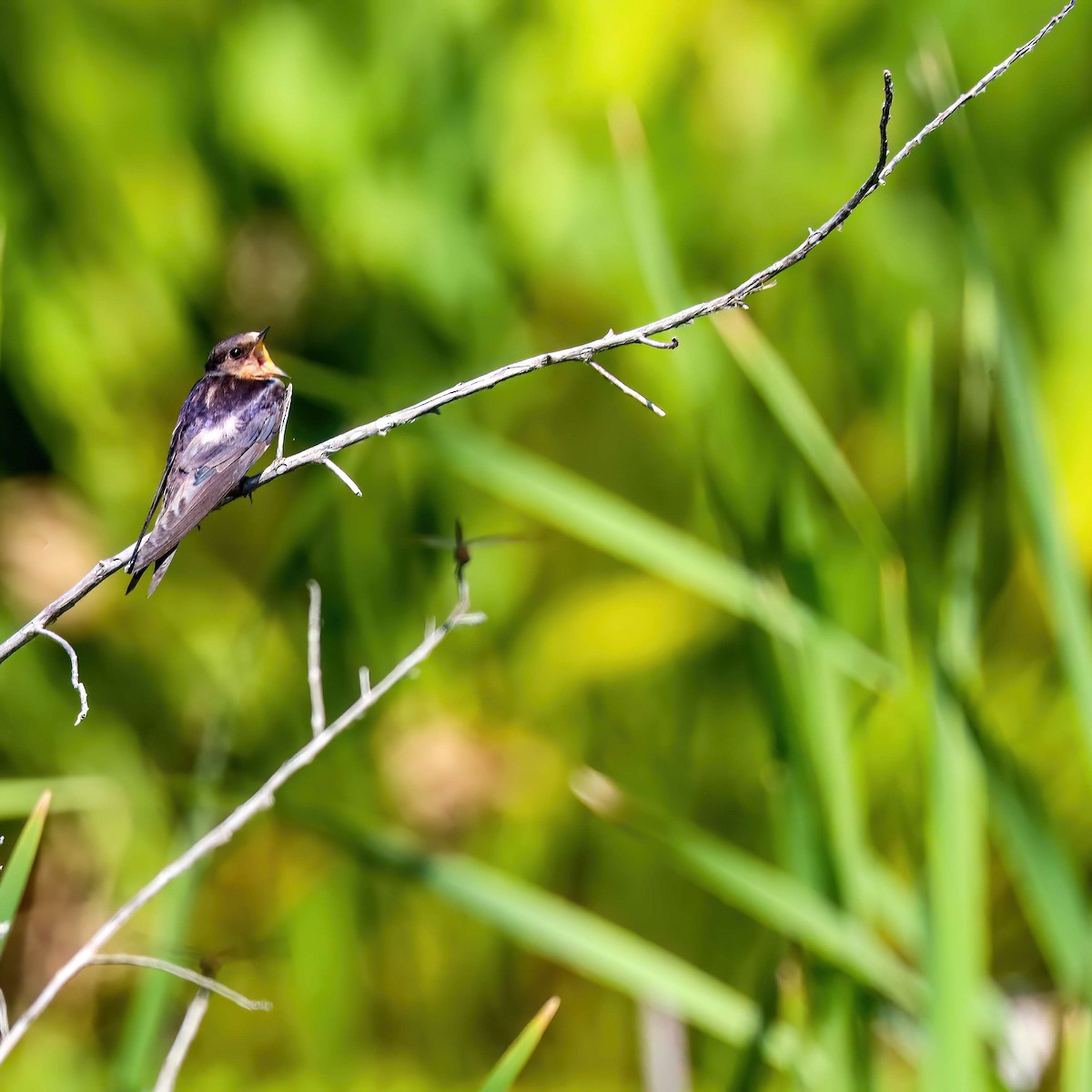 Barn Swallow - ML619740877