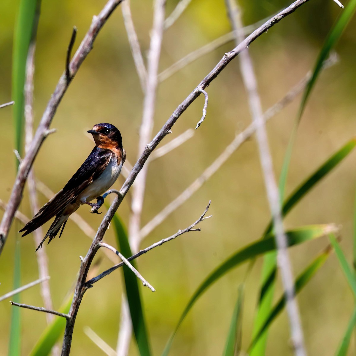 Barn Swallow - ML619740878