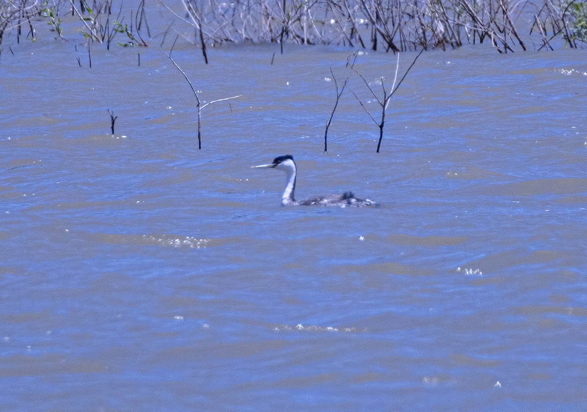 Western Grebe - ML619740884