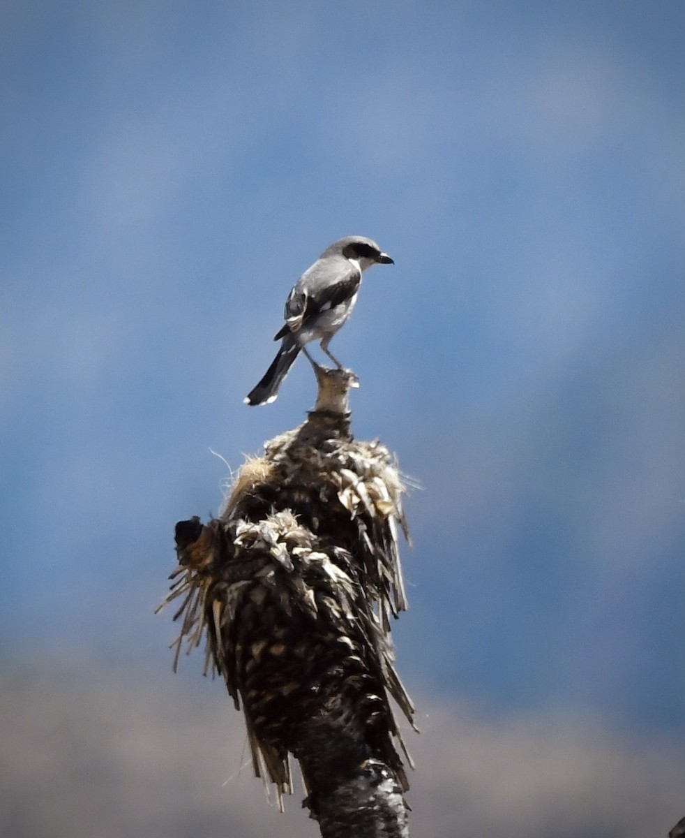 Loggerhead Shrike - ML619740888