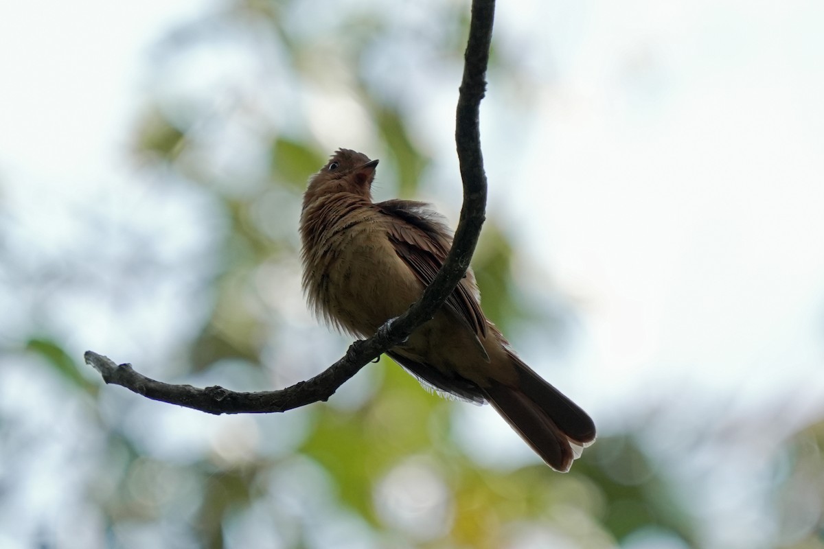 Rufous Mourner - ML619740895