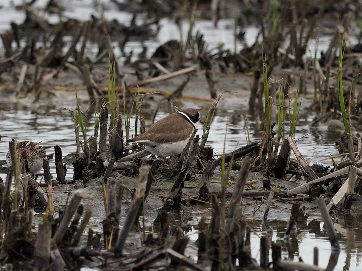 Semipalmated Plover - ML619740929