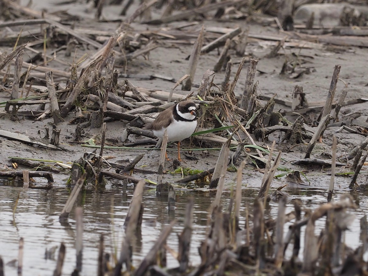 Semipalmated Plover - ML619740930