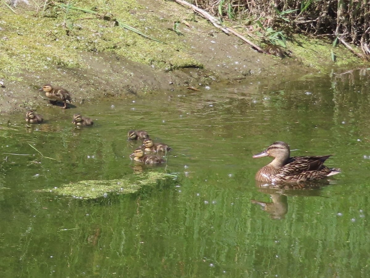 Canard colvert - ML619740931