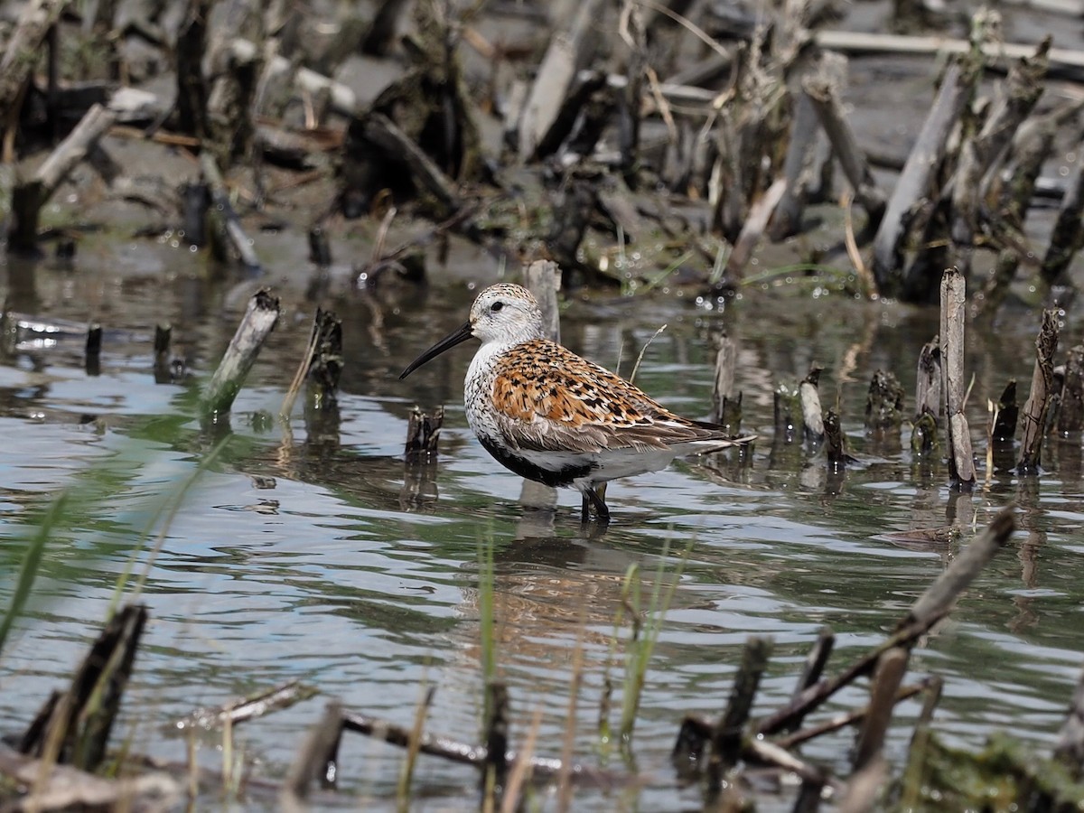 Dunlin - ML619740937