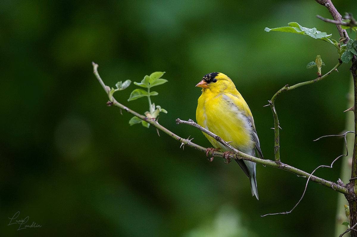 American Goldfinch - ML619740947