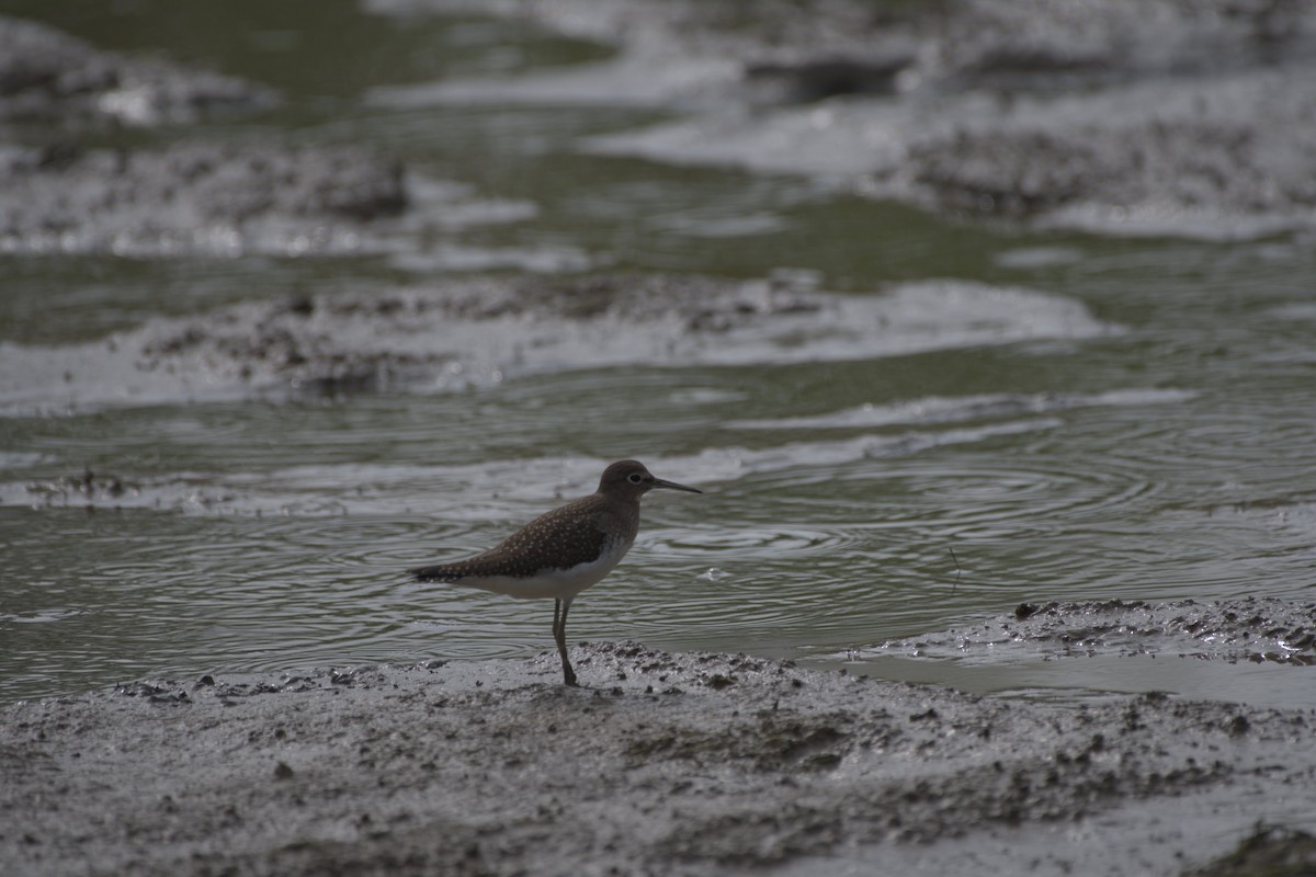 Solitary Sandpiper - ML619740994