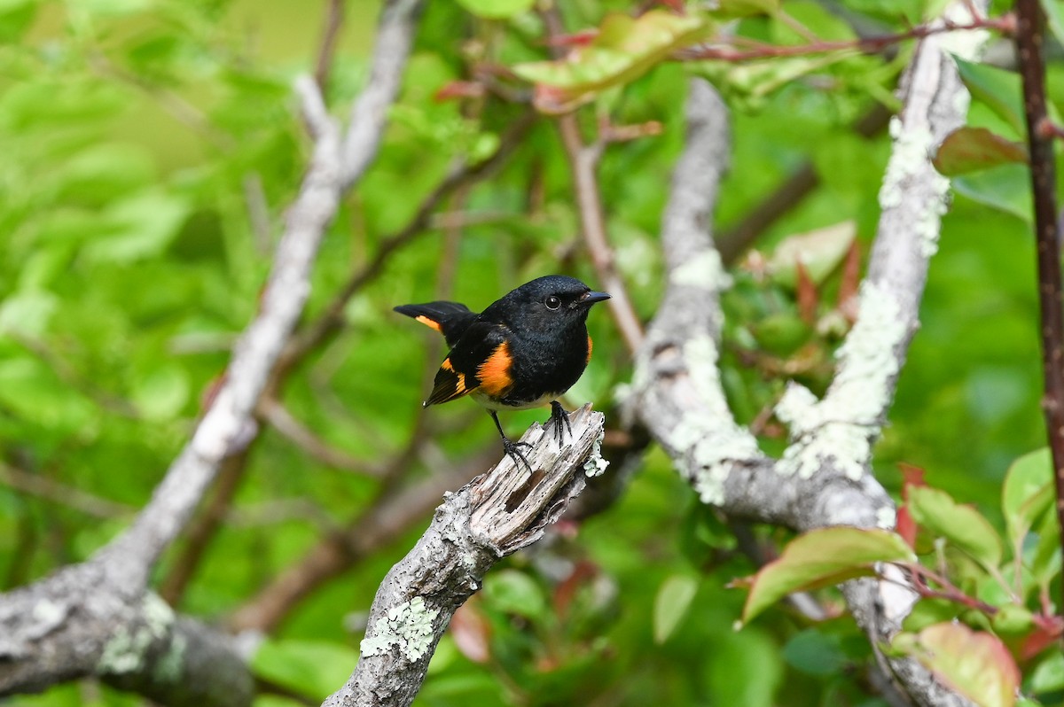 American Redstart - ML619741018