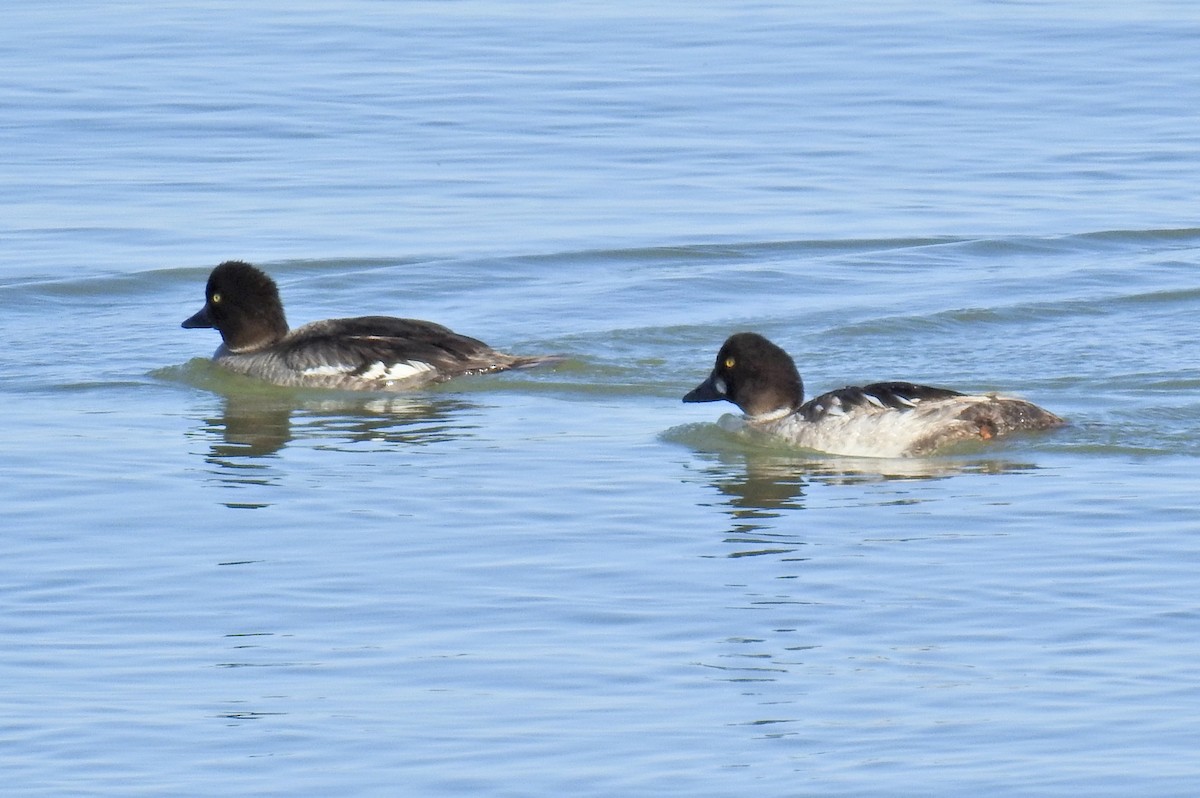 Common Goldeneye - ML619741027