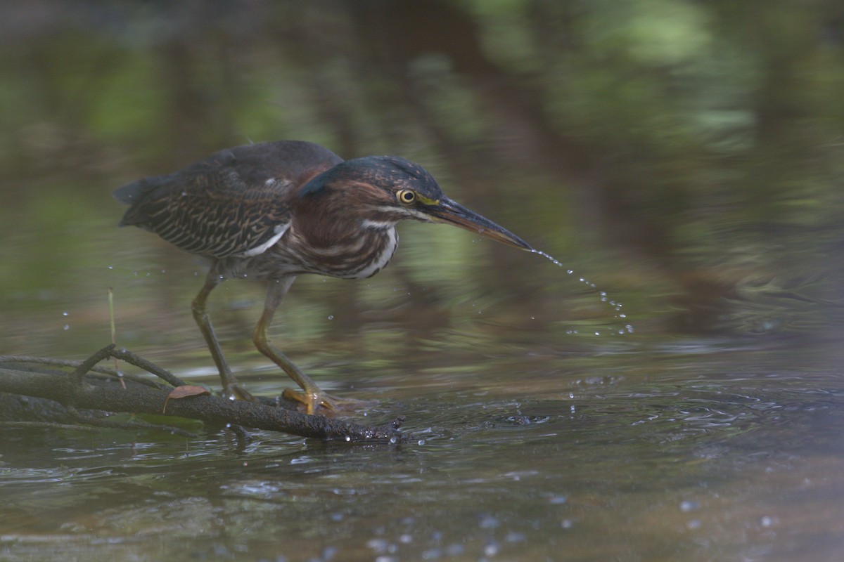 Green Heron - ML619741028