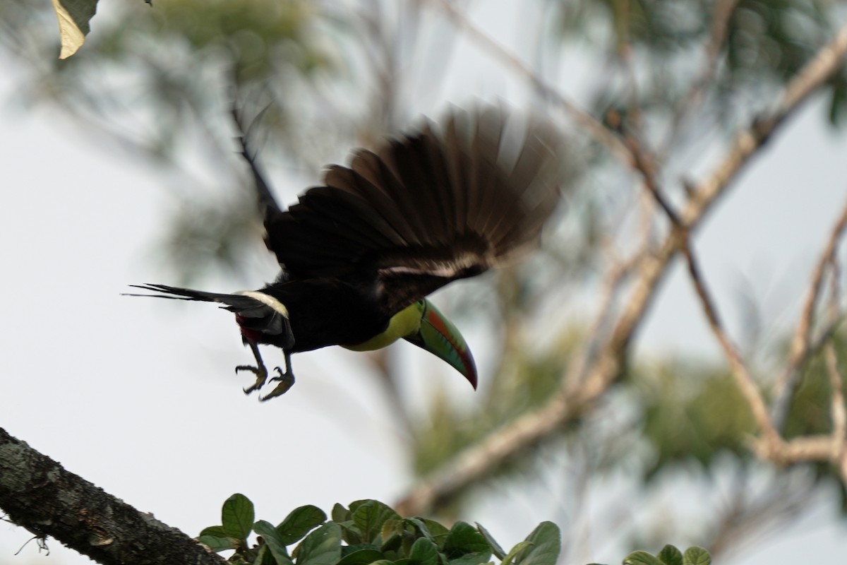 Toucan à carène - ML619741035