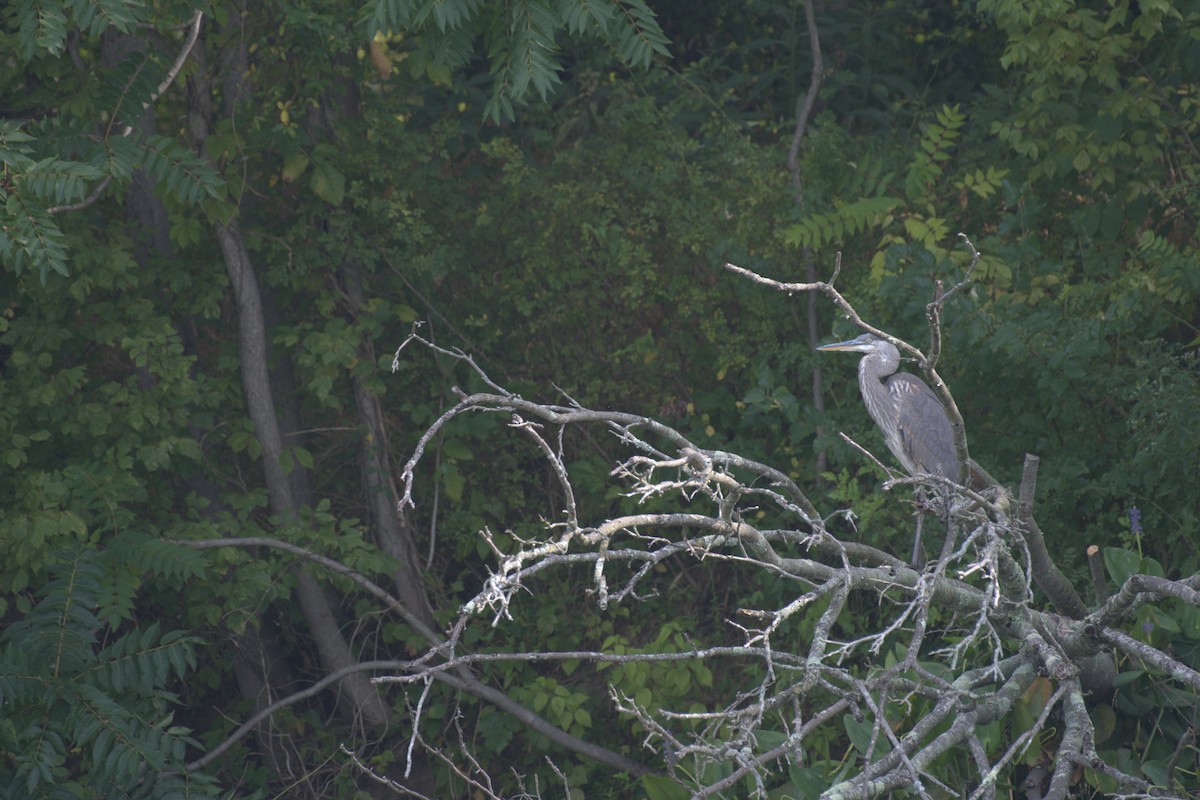 Garza Azulada - ML619741046