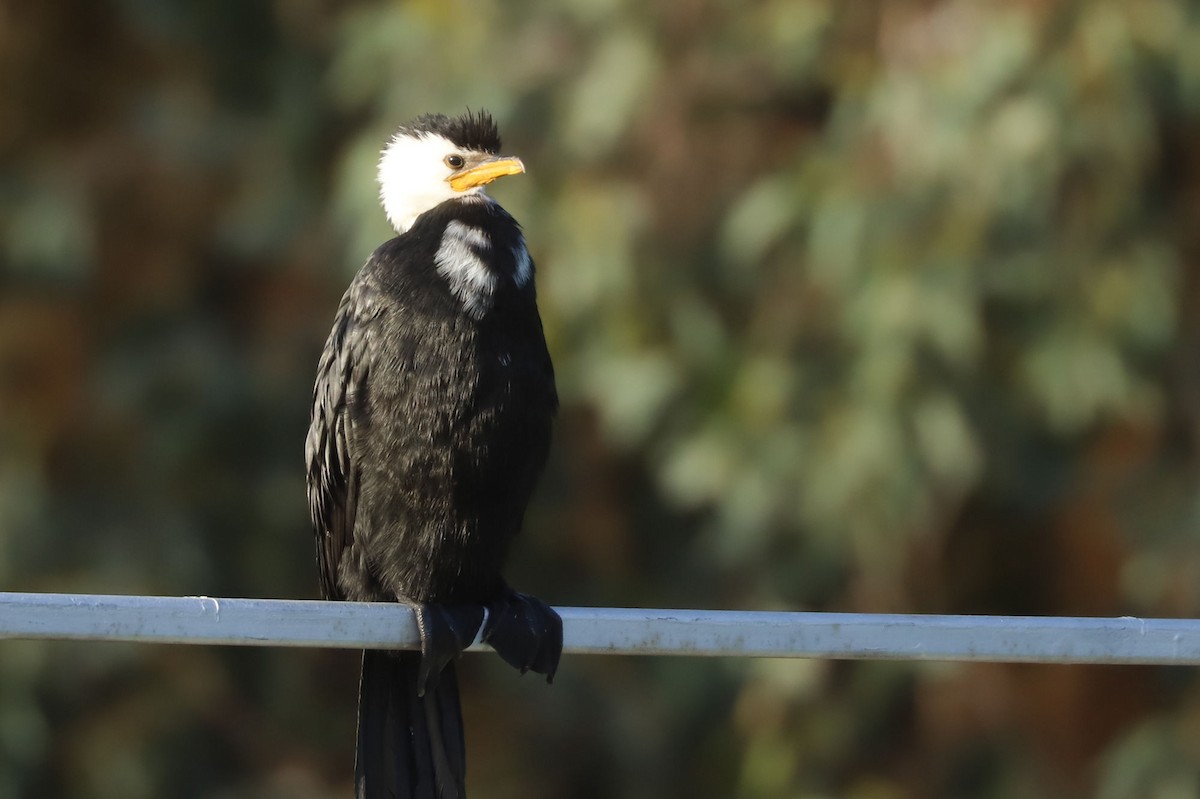 Little Pied Cormorant - ML619741048