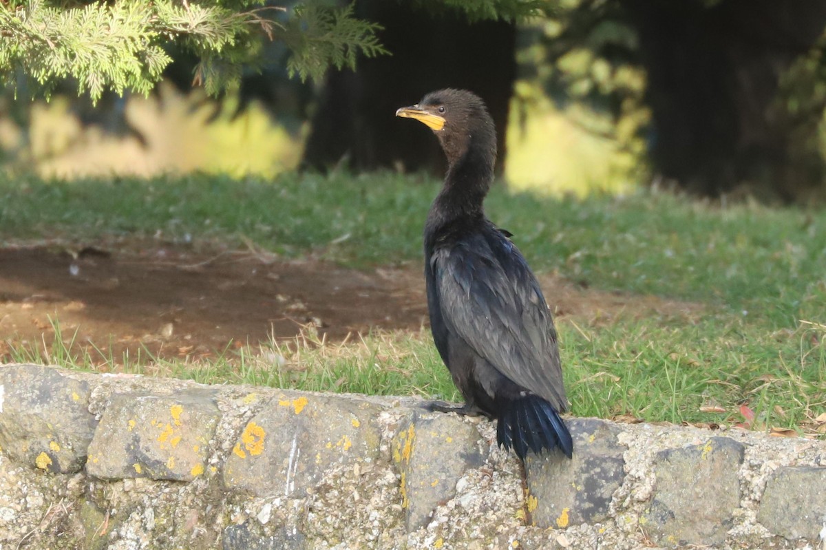 Little Pied Cormorant - ML619741049