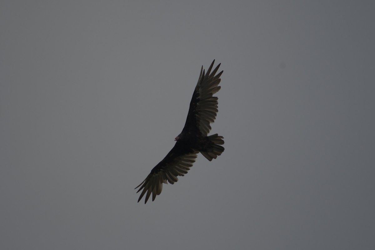 Turkey Vulture - Ishaan Jaiswal