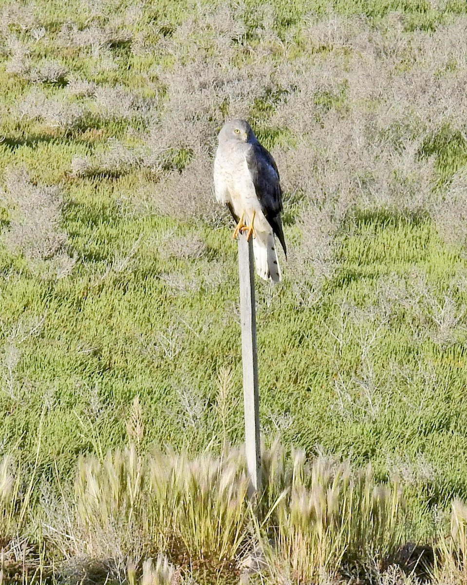 Northern Harrier - ML619741061