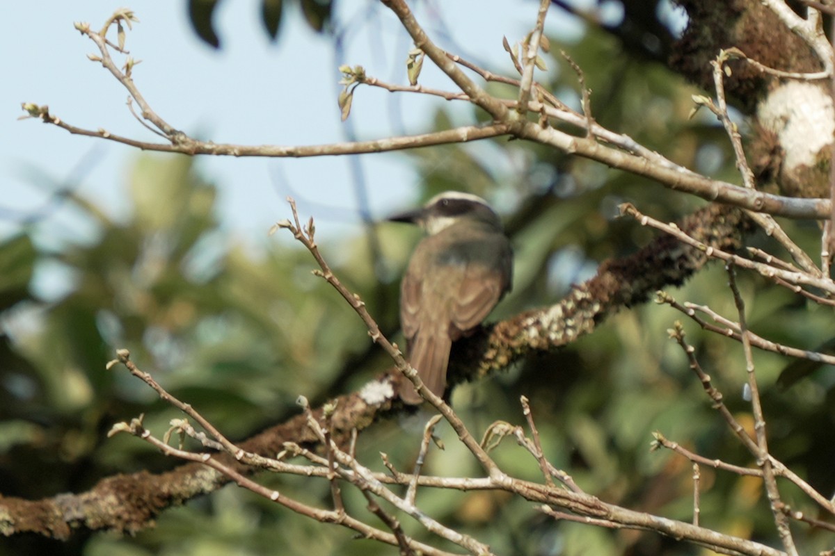 White-ringed Flycatcher - ML619741087