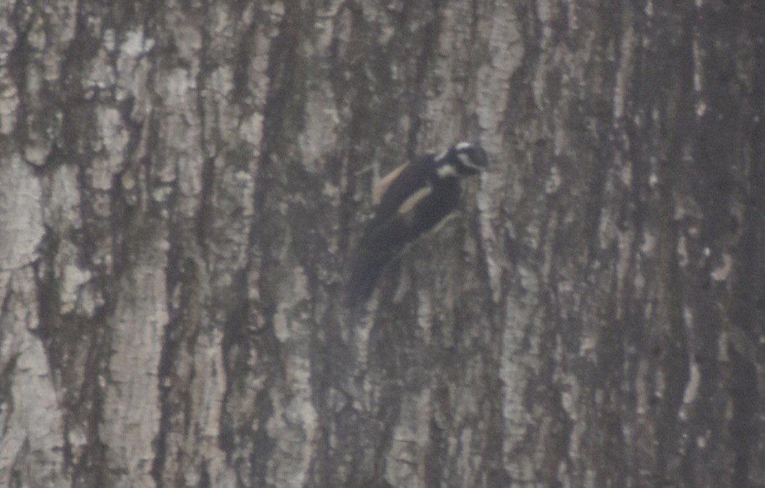 Hairy Woodpecker - ML619741094