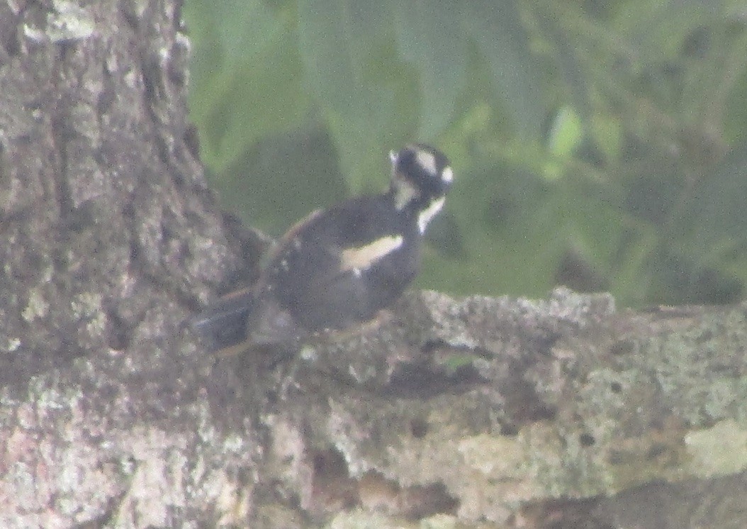 Hairy Woodpecker - ML619741095