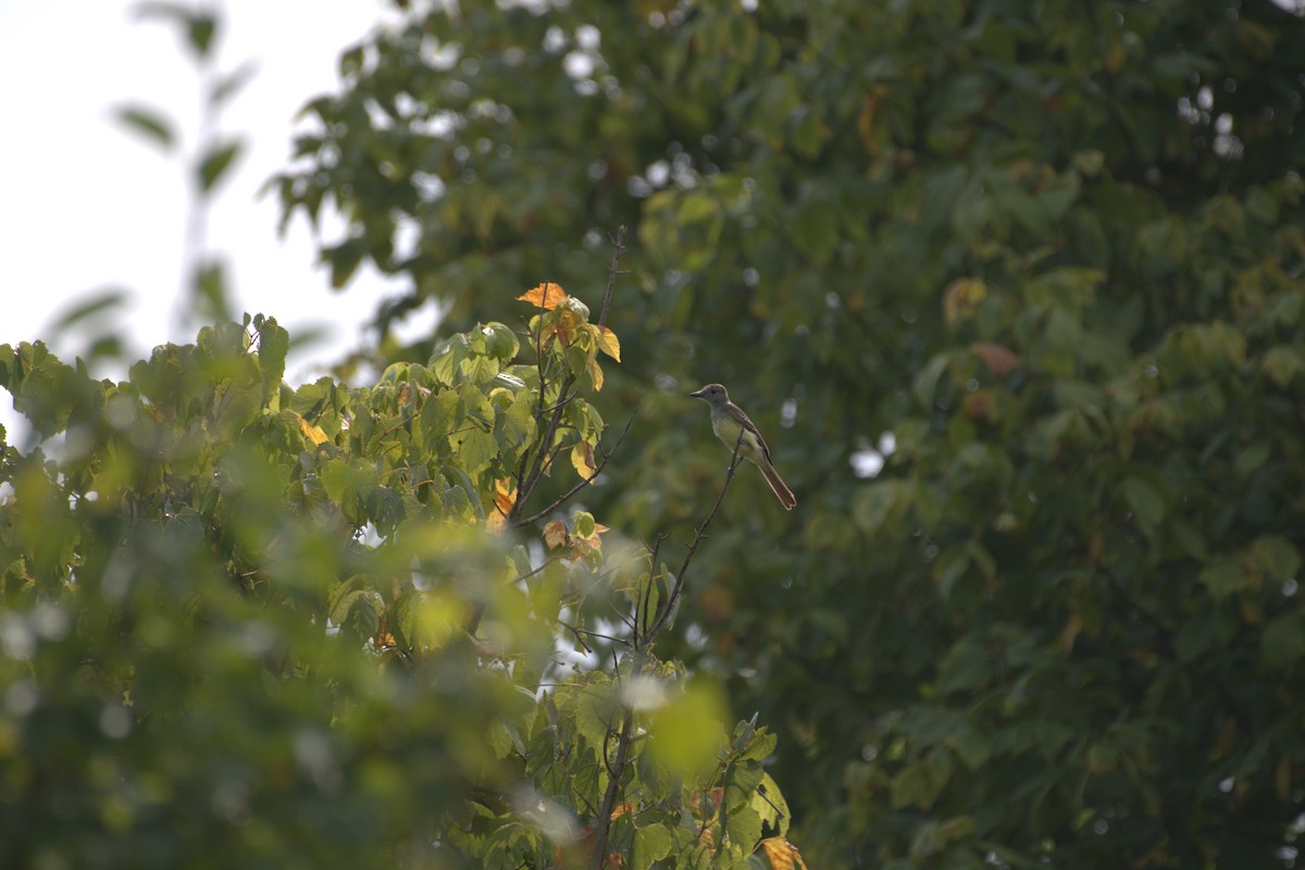 Great Crested Flycatcher - ML619741114