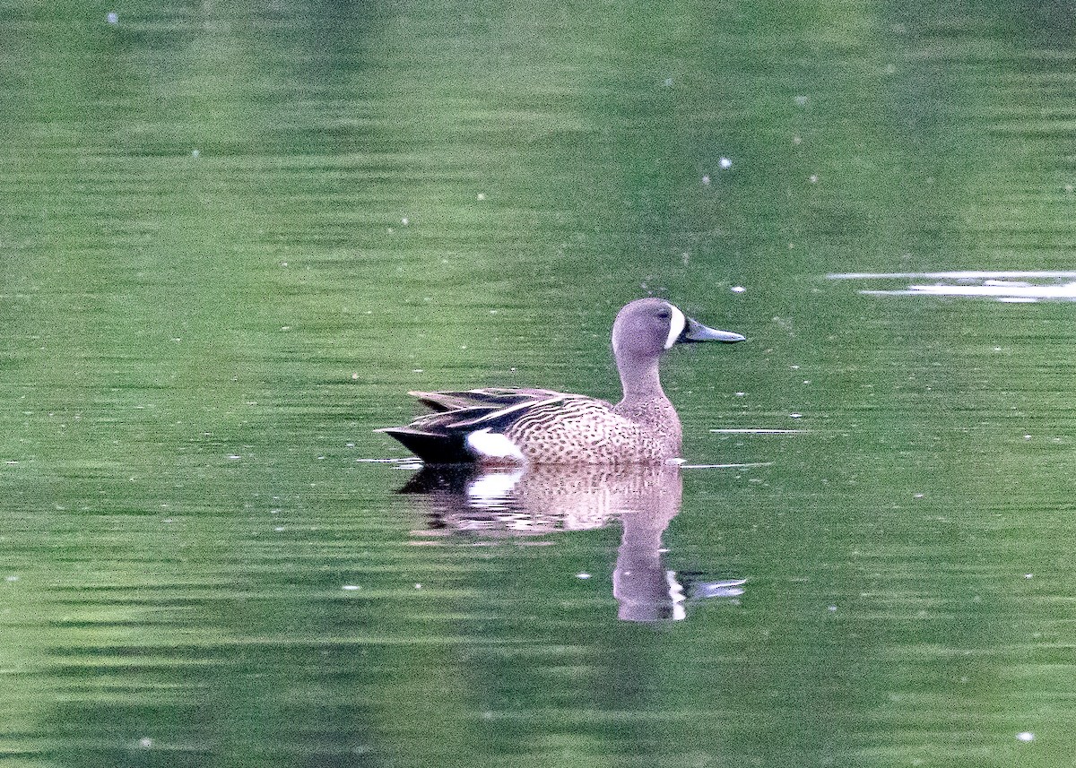 Blue-winged Teal - ML619741132