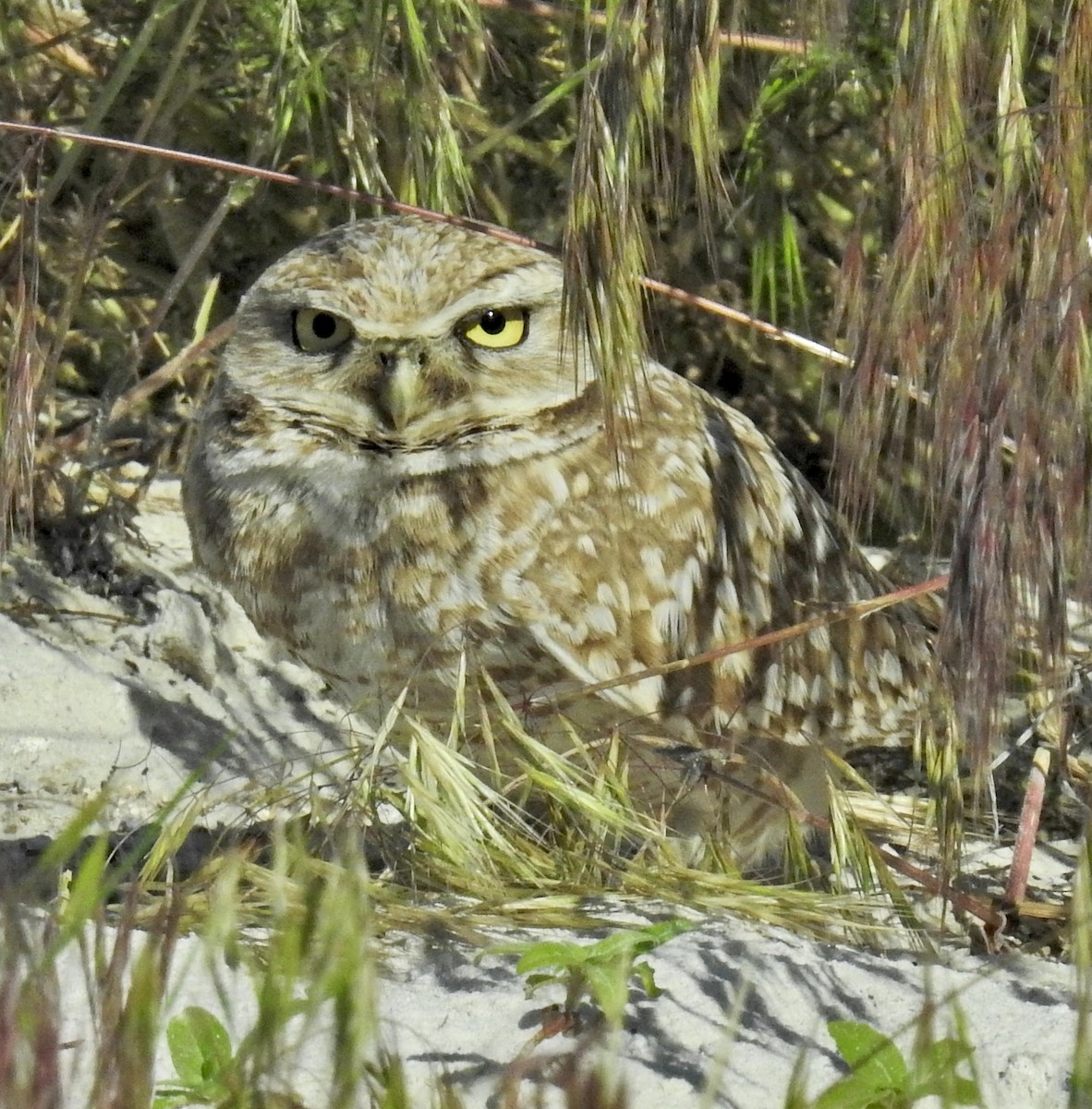 Burrowing Owl (Western) - ML619741137