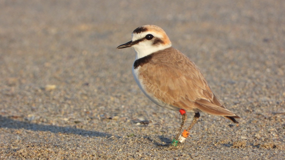 Kentish Plover - ML619741139