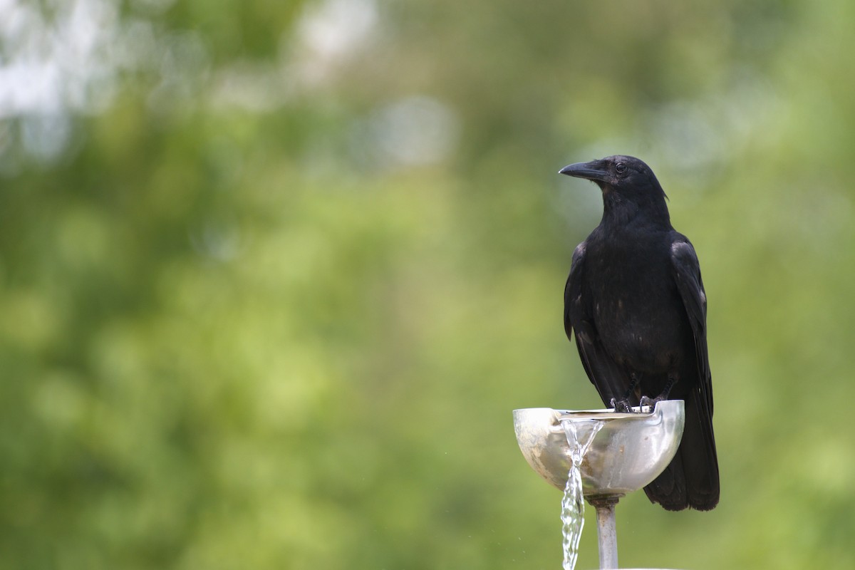 American Crow - ML619741141