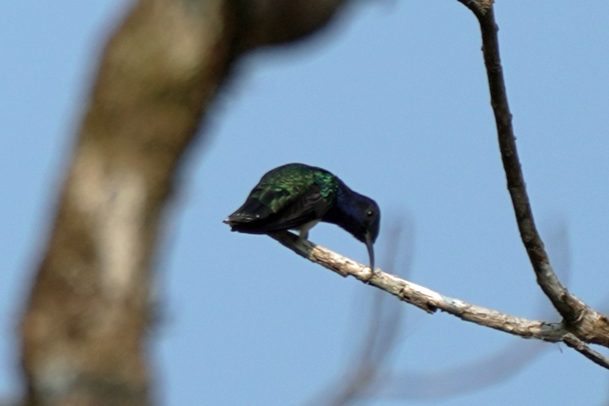 White-necked Jacobin - ML619741149