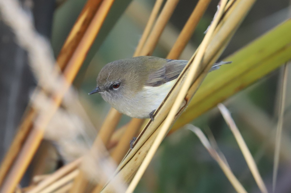 Gray Gerygone - William Hull