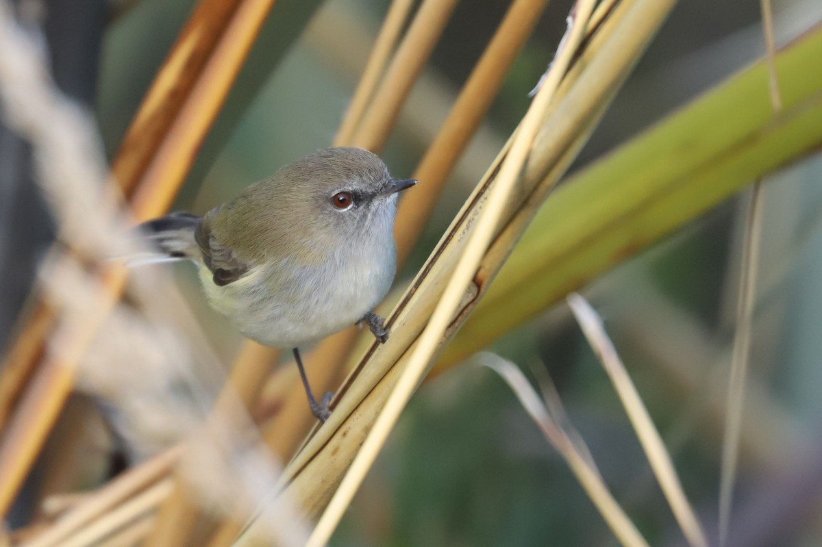 Gray Gerygone - ML619741162