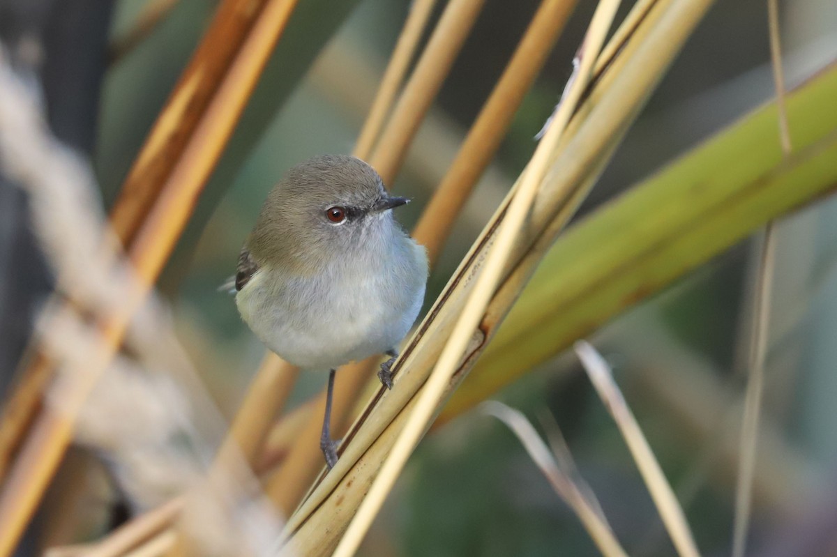 Gray Gerygone - ML619741163