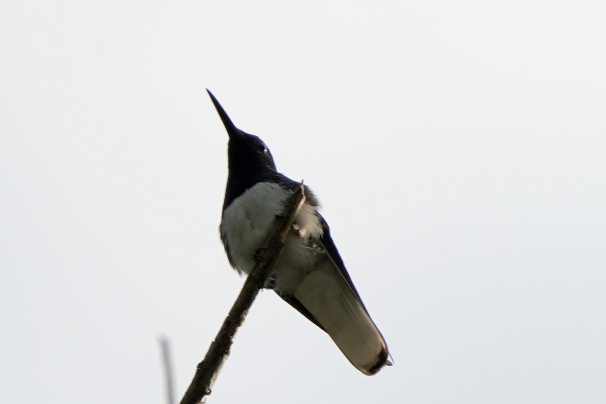 kolibřík bělokrký - ML619741172