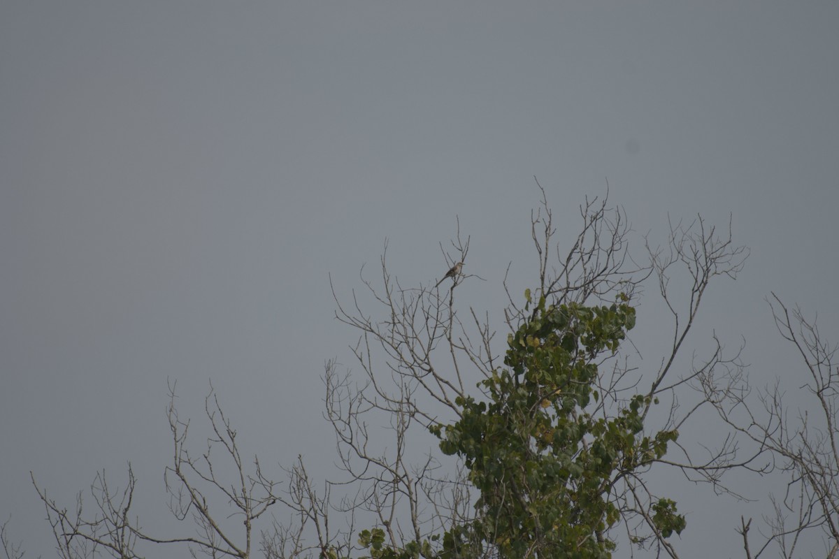 Northern Mockingbird - ML619741185