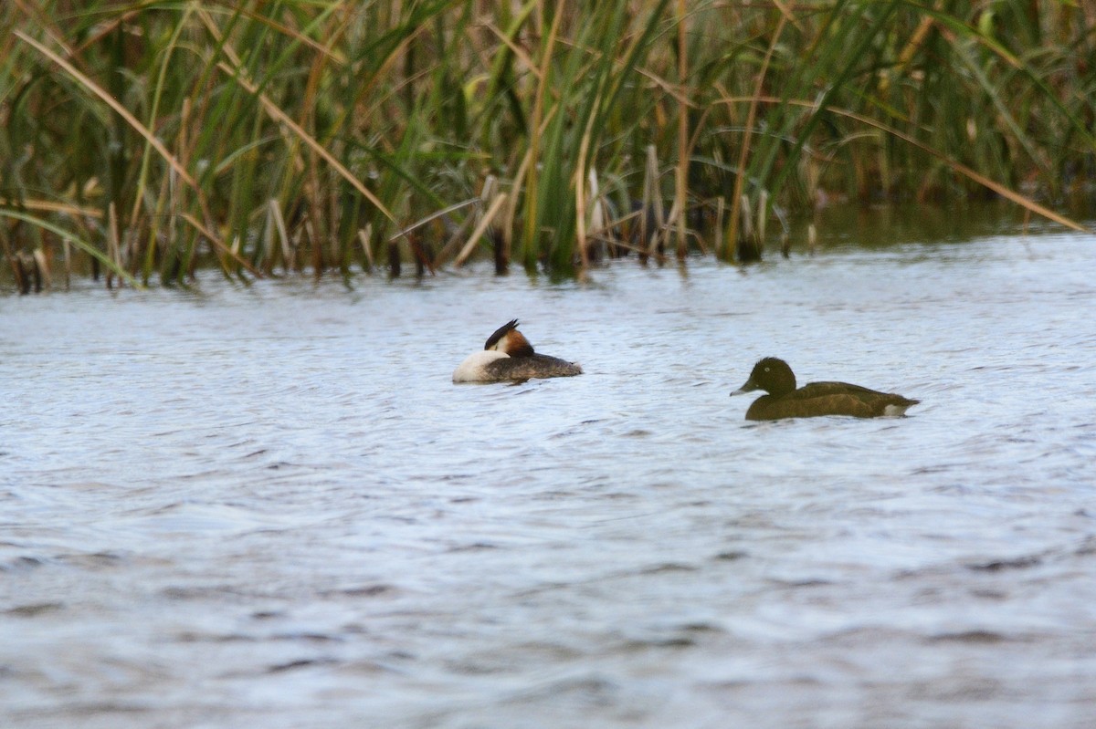 Great Crested Grebe - ML619741205