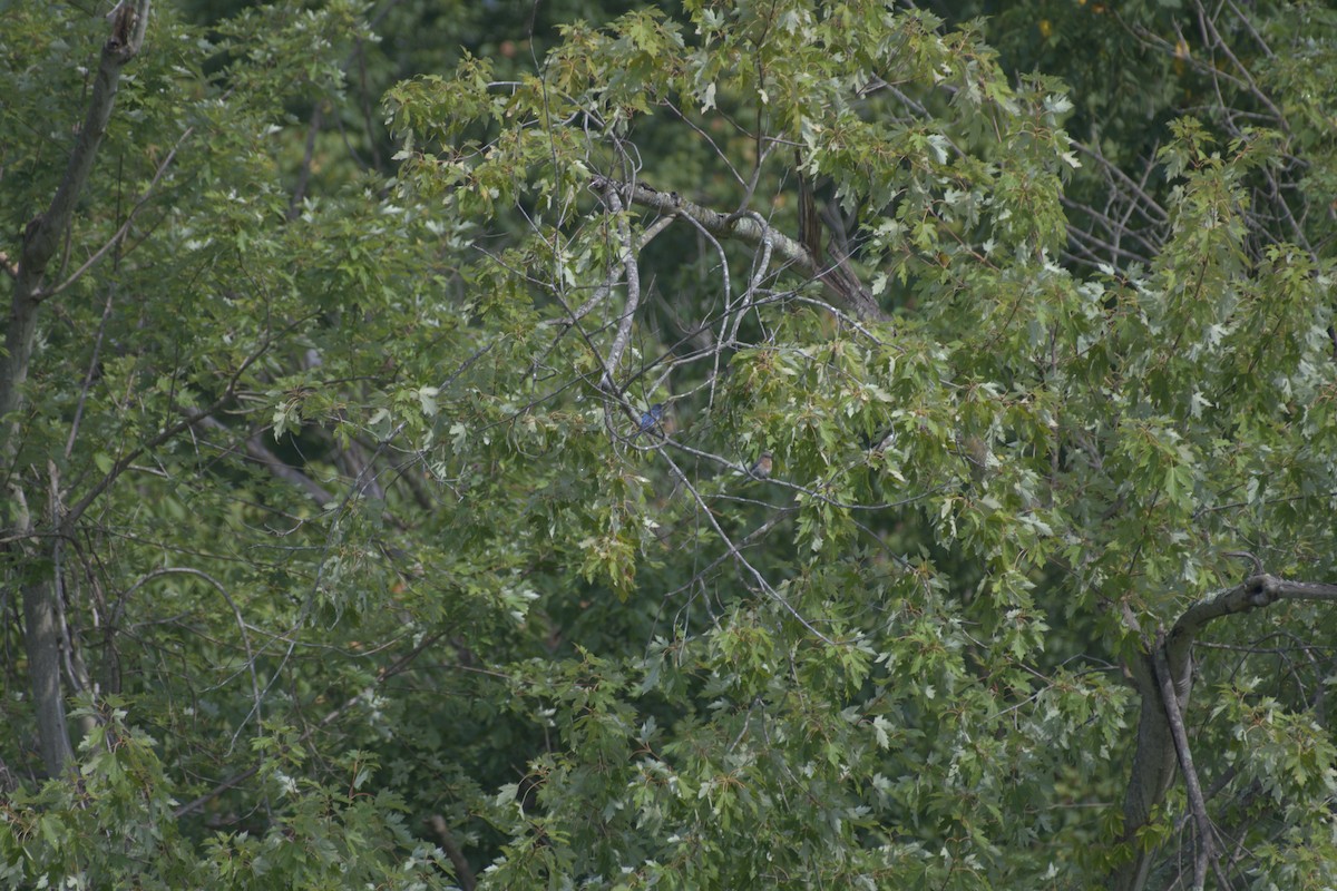 Eastern Bluebird - ML619741209