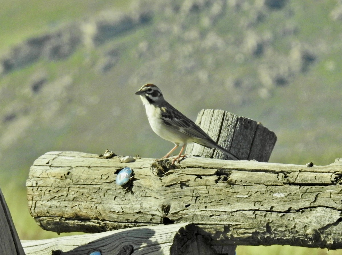 Lark Sparrow - ML619741215