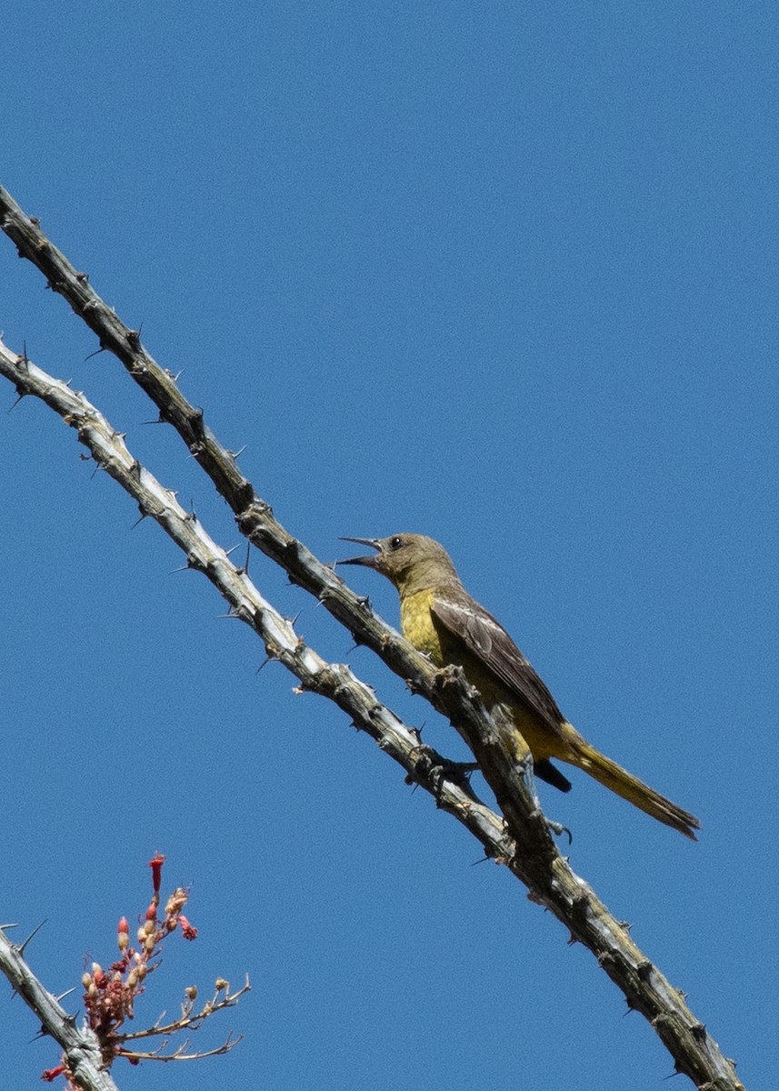 Oriole jaune-verdâtre - ML619741222