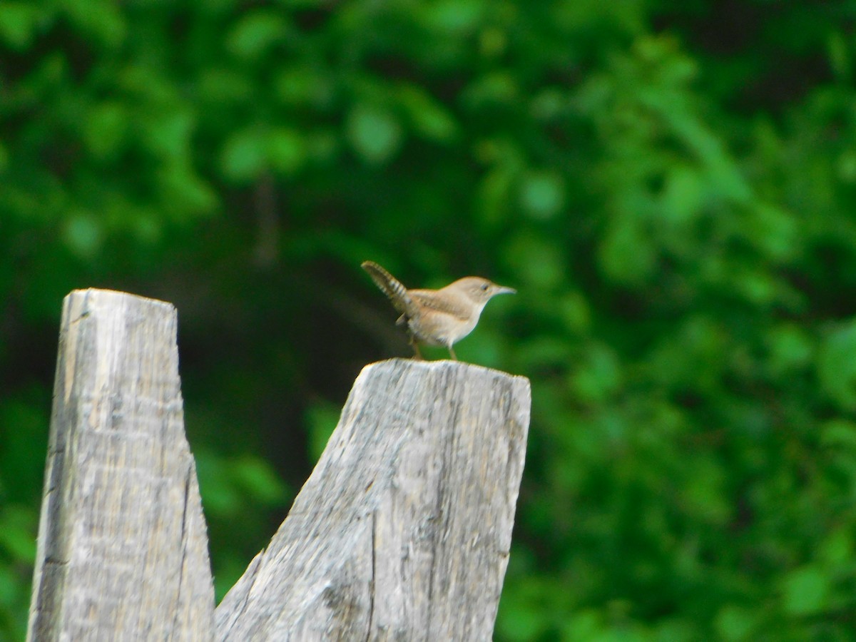 Carolina Wren - ML619741229