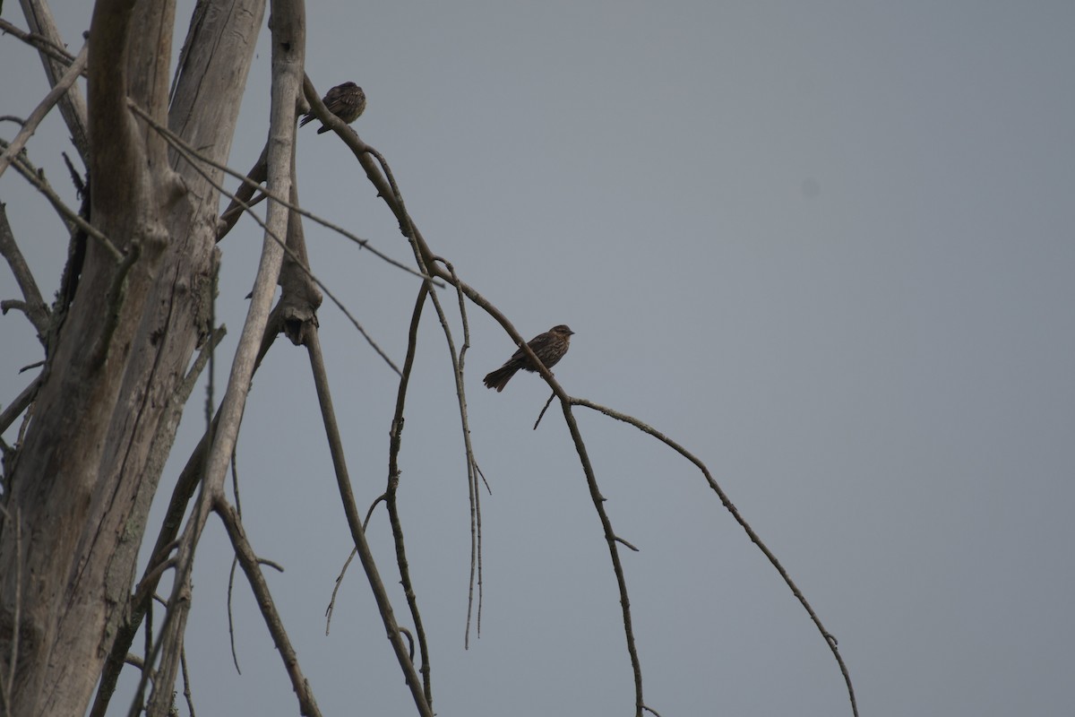 Red-winged Blackbird - Ishaan Jaiswal