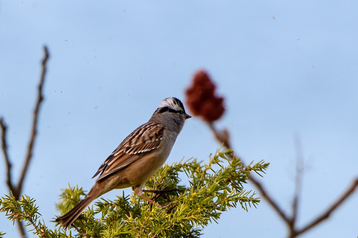 White-crowned Sparrow - ML619741253