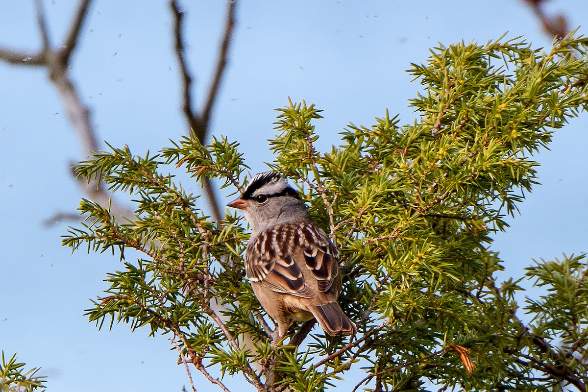 White-crowned Sparrow - ML619741256