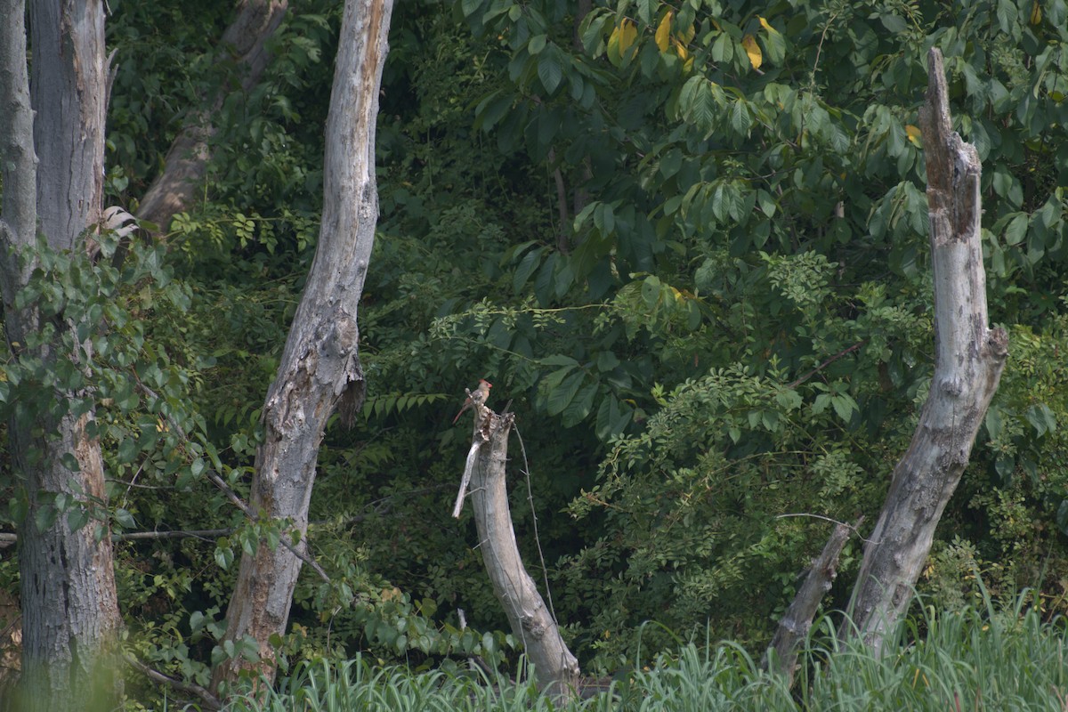 Northern Cardinal - ML619741261