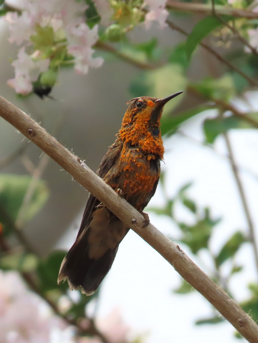 kolibřík fialovouchý - ML619741268