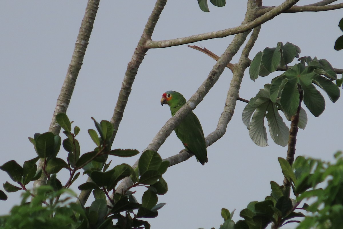 Red-lored Parrot - David Brinkman