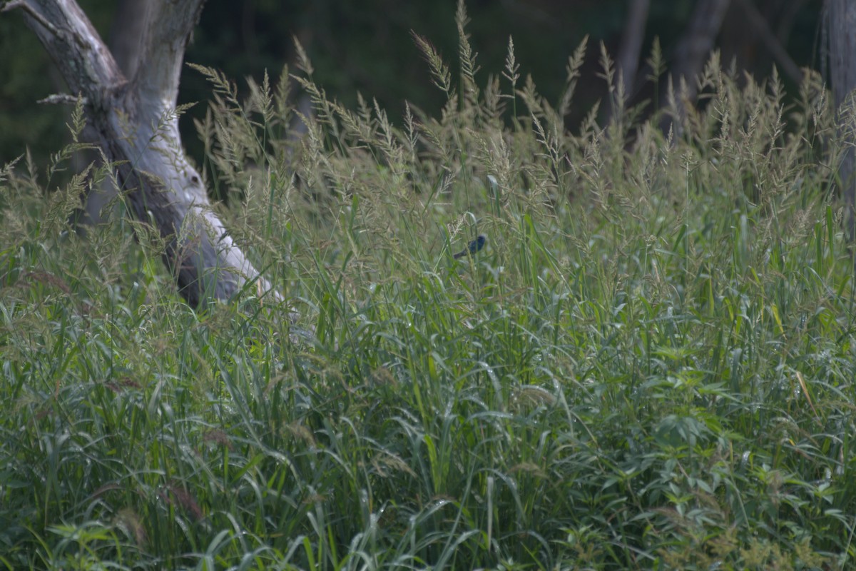 Indigo Bunting - ML619741278