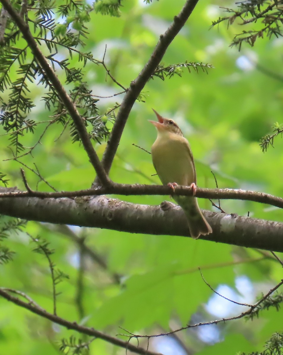 Worm-eating Warbler - ML619741281