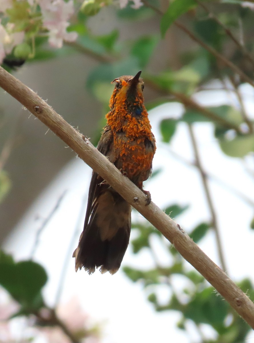 Colibrí Pardo - ML619741287