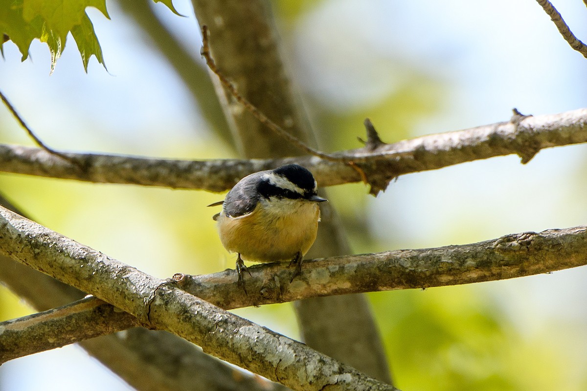 Red-breasted Nuthatch - ML619741298