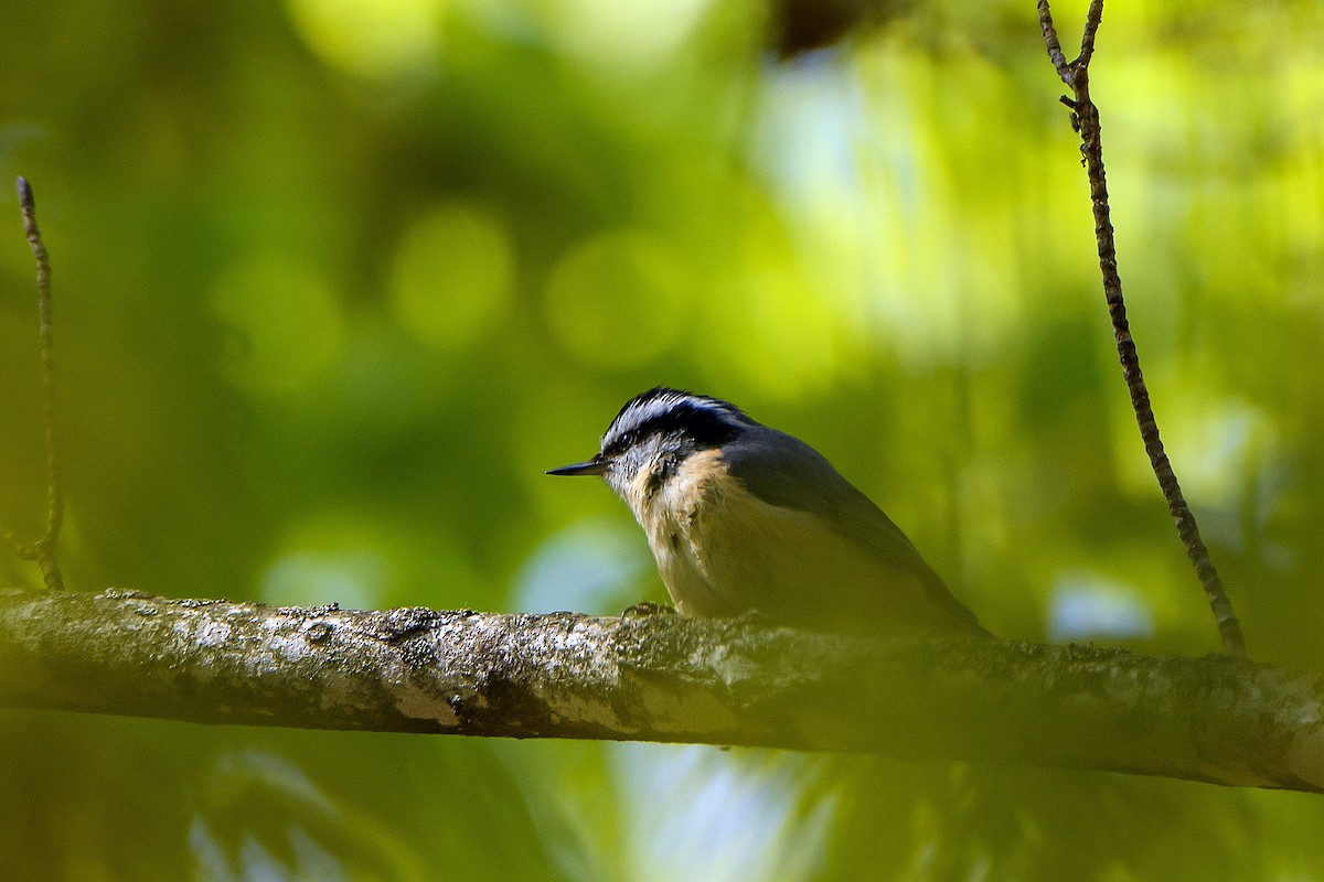 Red-breasted Nuthatch - ML619741299